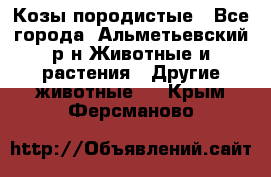 Козы породистые - Все города, Альметьевский р-н Животные и растения » Другие животные   . Крым,Ферсманово